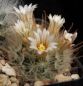 Preview: Mammillaria pennispinosa